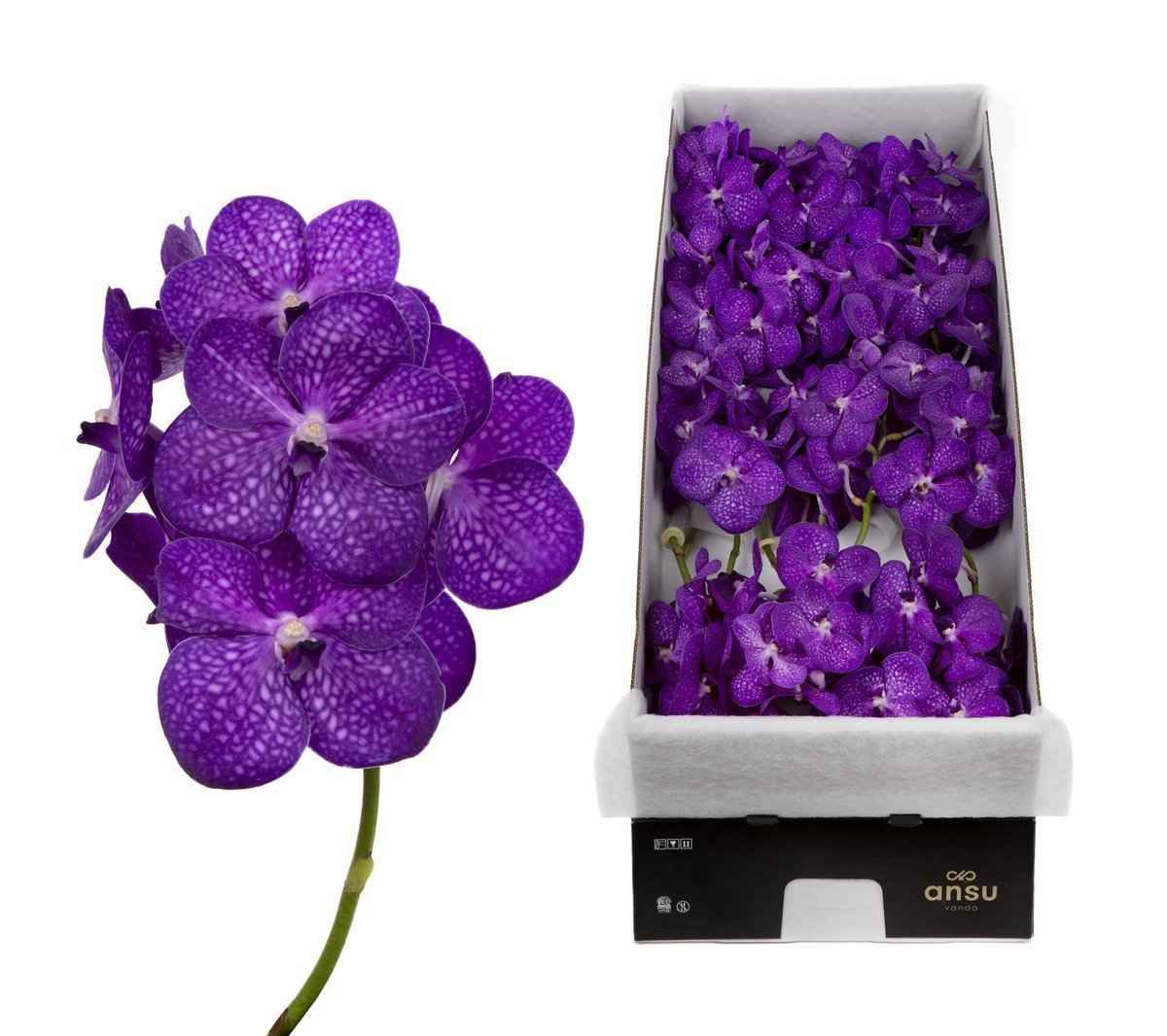 Срезанные цветы оптом Vanda bright purple per stem от 4шт. из Голландии с доставкой по России