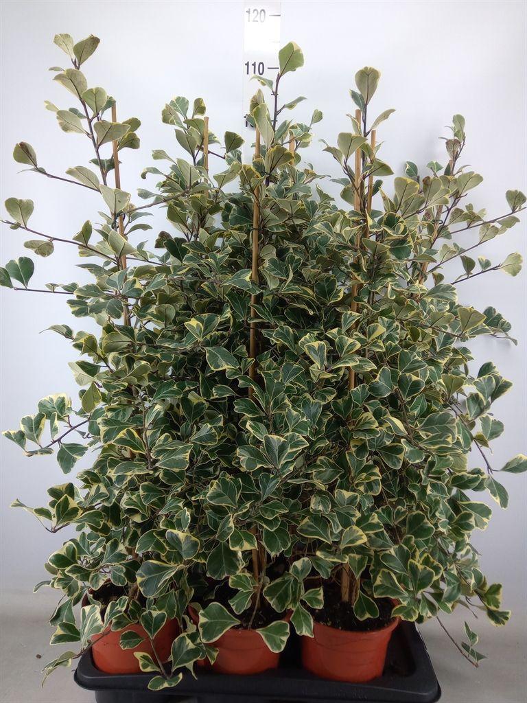 Горшечные цветы и растения оптом Ficus Natal Sweetheart от 6шт из Голландии с доставкой по России