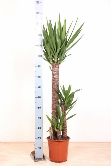 Горшечные цветы и растения оптом Strelitzia Alba от 1шт' из Голландии с доставкой по России