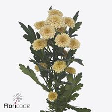 Срезанные цветы оптом Chrys sa miller apricot от 75шт. из Голландии с доставкой по России