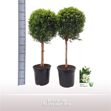 Горшечные цветы и растения оптом Myrtus On Stem от 1шт из Голландии с доставкой по России
