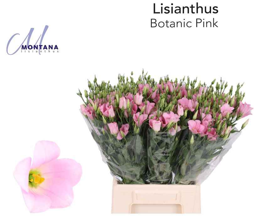 Срезанные цветы оптом Lisianthus si botanic pink от 50шт из Голландии с доставкой по России