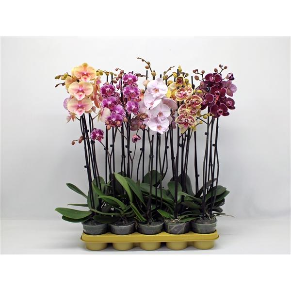 Горшечные цветы и растения оптом Phal 2st Mix 16+ (phalaenova) от 10шт из Голландии с доставкой по России