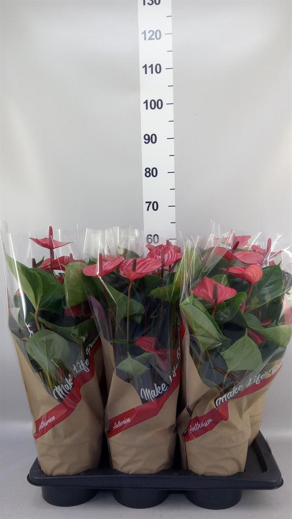 Горшечные цветы и растения оптом Anthurium Andr. fc Alma от 6шт из Голландии с доставкой по России