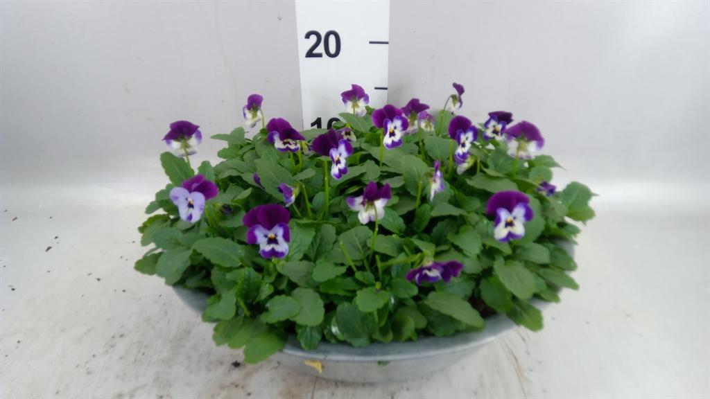 Горшечные цветы и растения оптом Viola Corn. evo Mini White Purple от 1шт (для телеги) из Голландии с доставкой по России