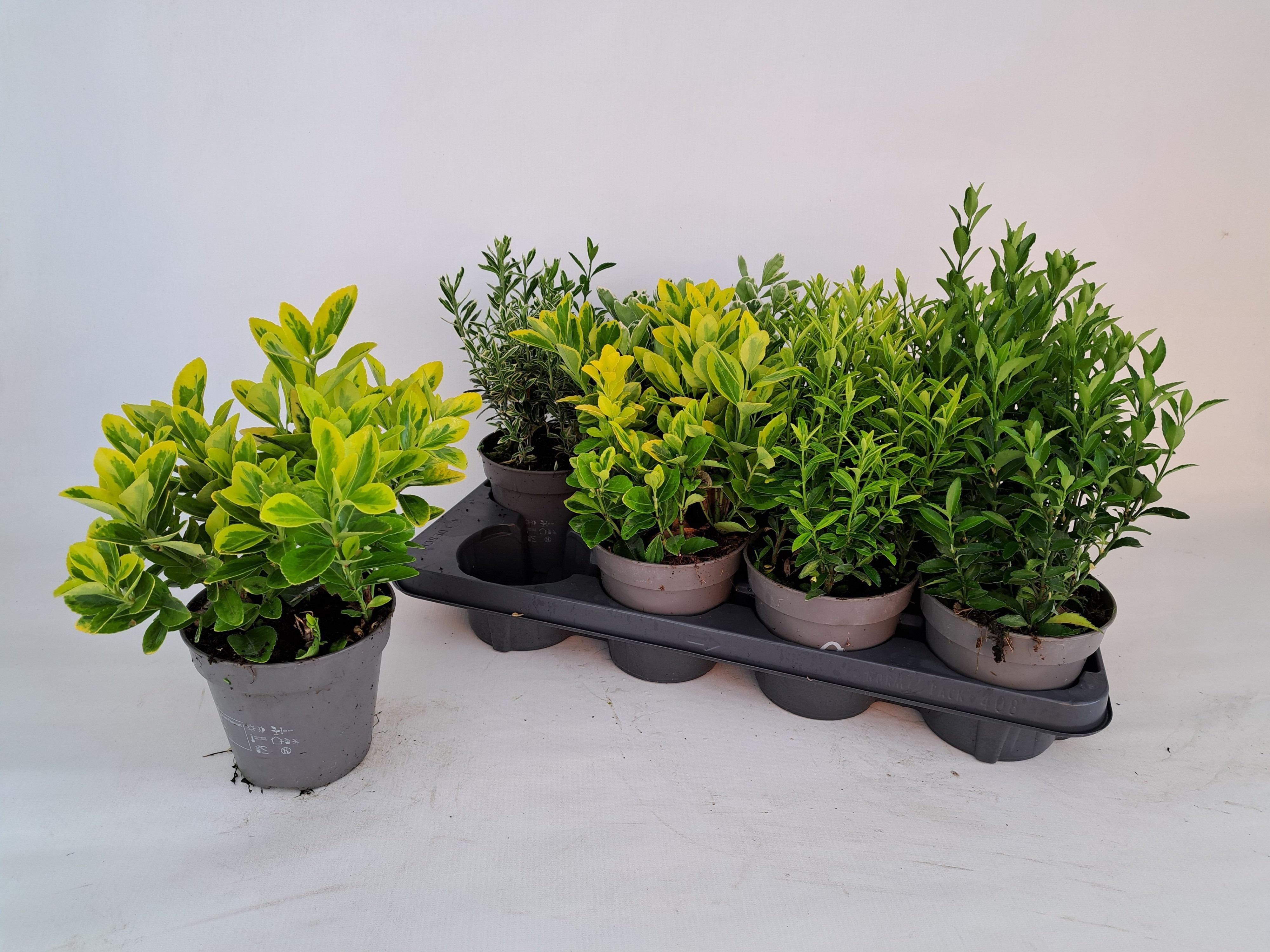 Горшечные цветы и растения оптом Euonymus Jap Gem от 8шт из Голландии с доставкой по России