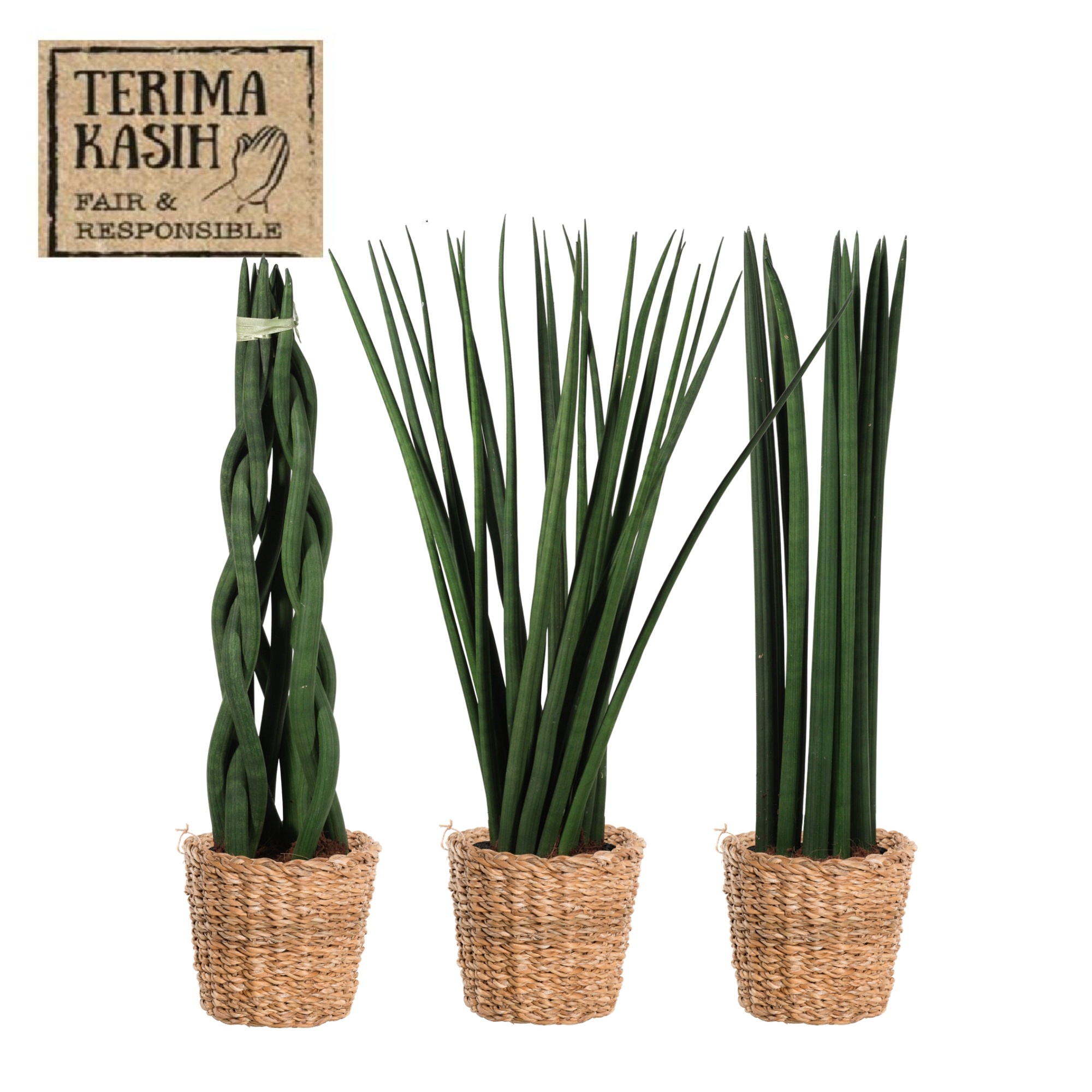 Горшечные цветы и растения оптом Sansev Cylindrica Ov от 3шт из Голландии с доставкой по России