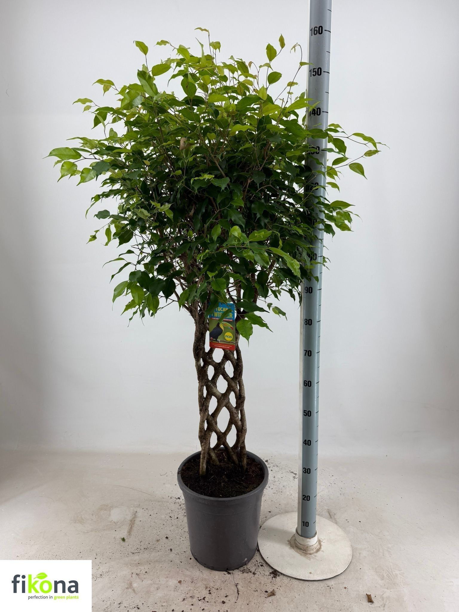 Горшечные цветы и растения оптом Fic Be Bizondere Vor от 1шт из Голландии с доставкой по России