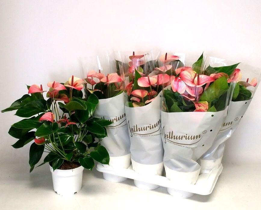 Горшечные цветы и растения оптом Anth An Mystique 4+ от 6шт из Голландии с доставкой по России