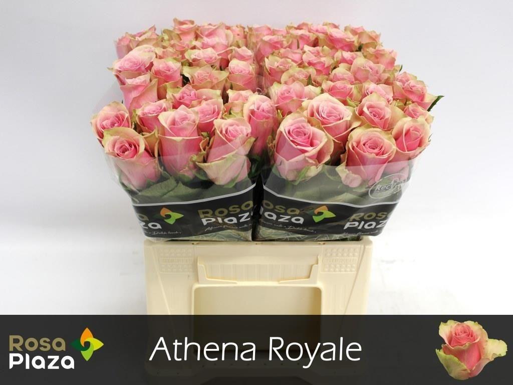 Срезанные цветы оптом Rosa large athena royale от 60шт из Голландии с доставкой по России