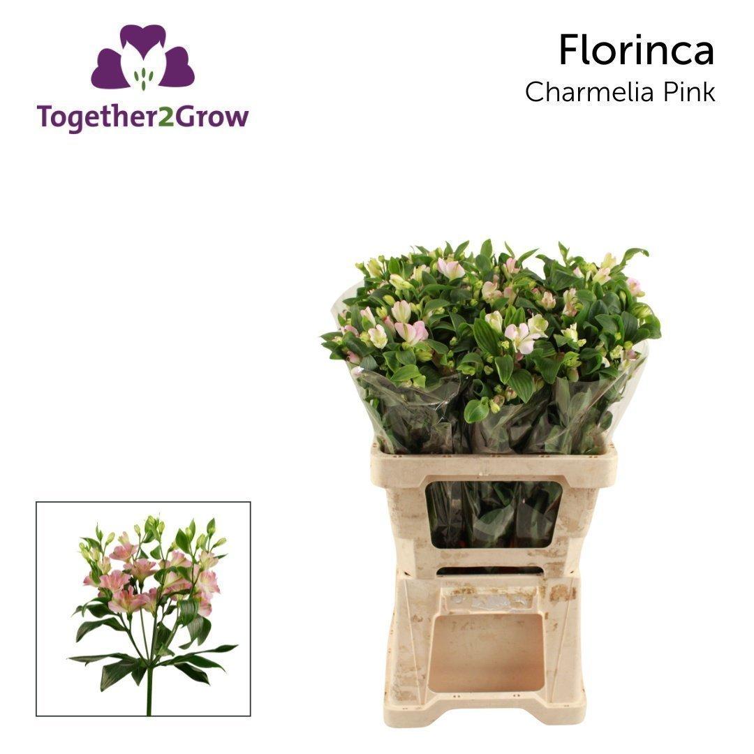 Срезанные цветы оптом Alstroemeria fl charmelia pink от 60шт из Голландии с доставкой по России