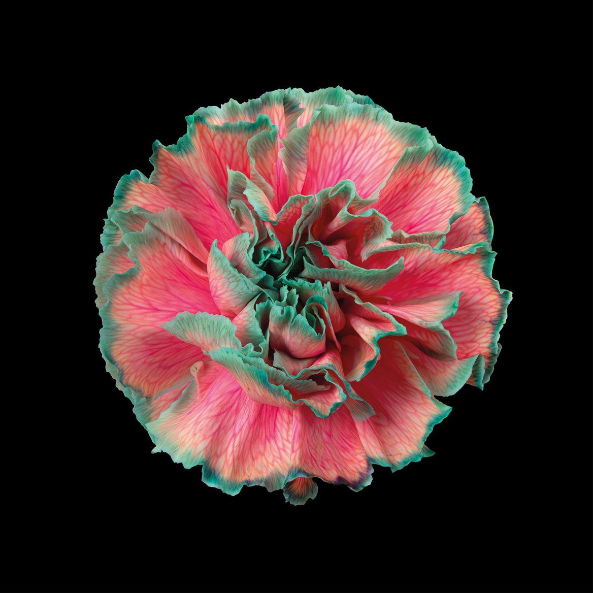 Срезанные цветы оптом Dianthus st paint bubblicious от 80шт из Голландии с доставкой по России