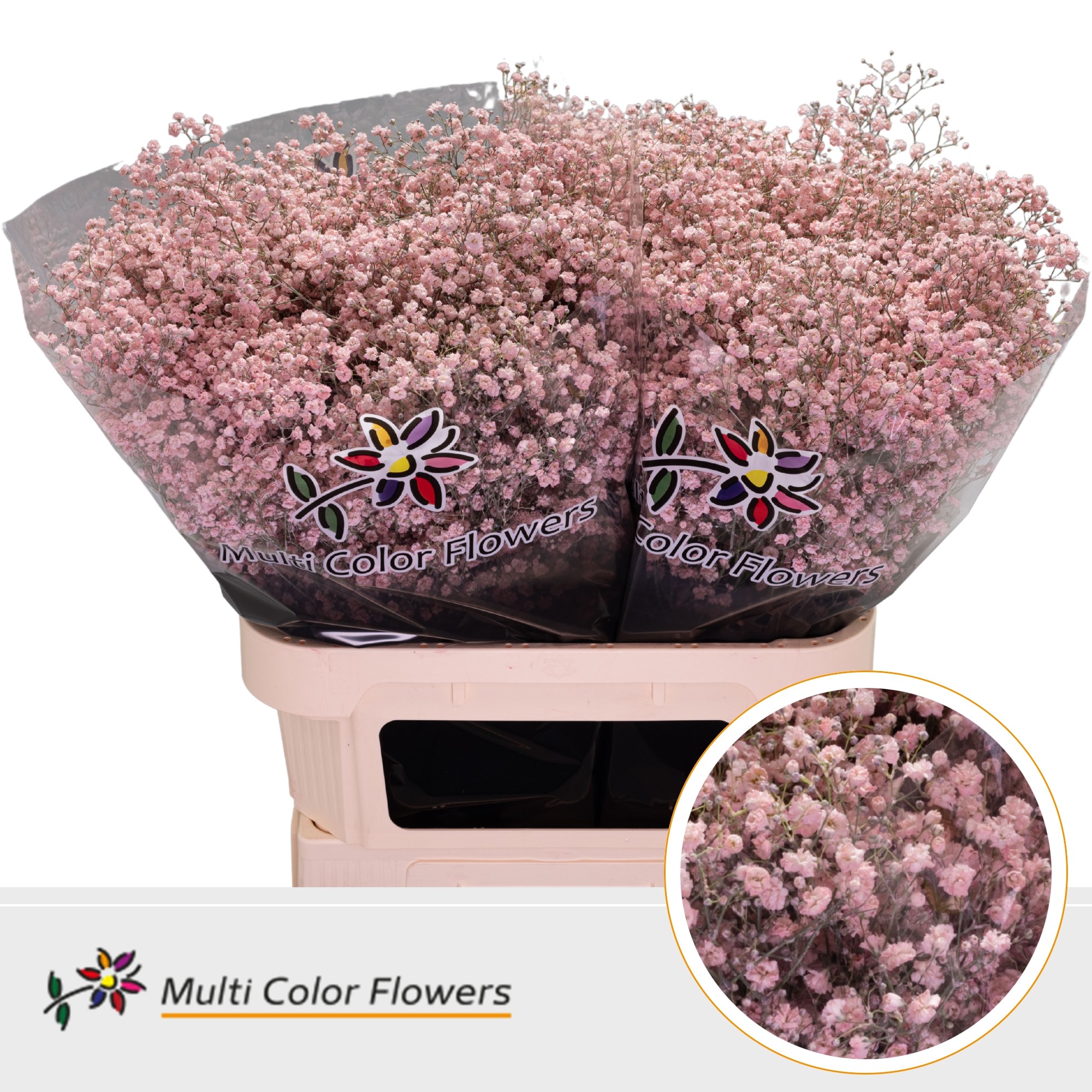 Срезанные цветы оптом Gyps large paint pink light от 50шт.. из Голландии с доставкой по России