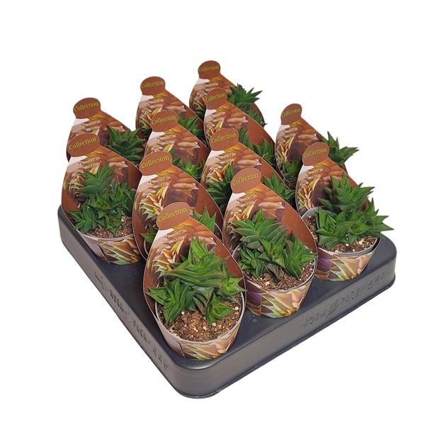 Горшечные цветы и растения оптом Haworthia Viscosa Potcover от 12шт (для телеги) из Голландии с доставкой по России