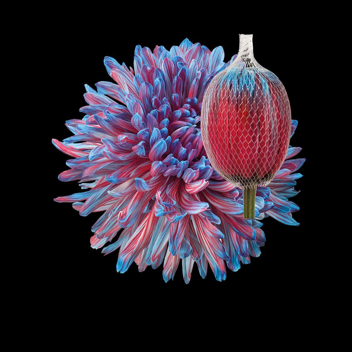 Срезанные цветы оптом Chrys bl paint antonov bazooka от 40шт из Голландии с доставкой по России