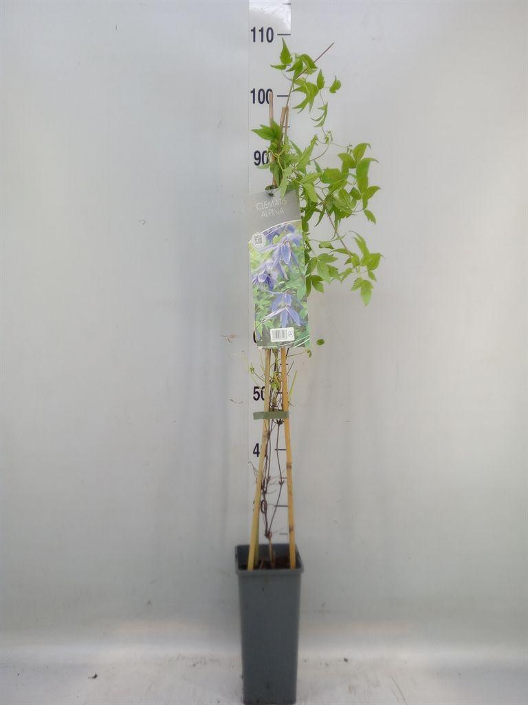 Горшечные цветы и растения оптом Clematis Alpina от 8шт из Голландии с доставкой по России