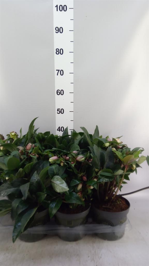 Горшечные цветы и растения оптом Helleborus beauty Princess от 6шт из Голландии с доставкой по России