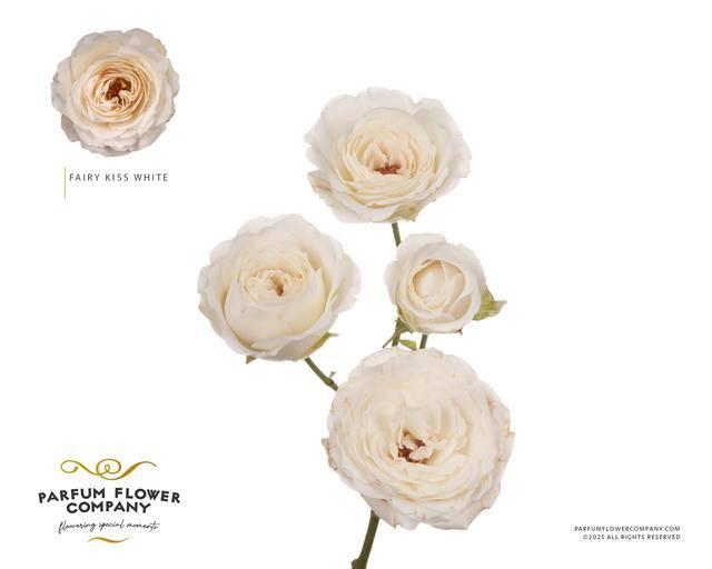 Срезанные цветы оптом Rosa spray garden princess fairy white от 24шт из Голландии с доставкой по России