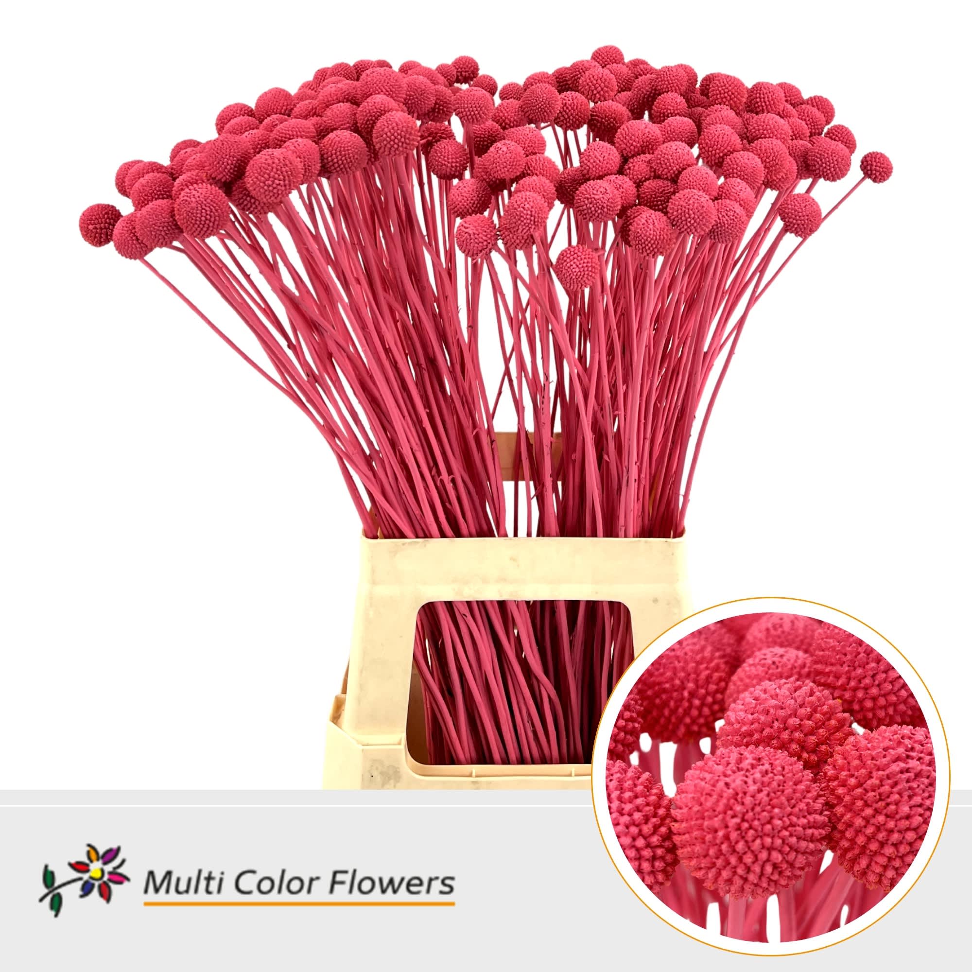 Срезанные цветы оптом Craspedia paint coral от 200шт из Голландии с доставкой по России