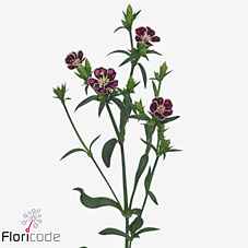 Срезанные цветы оптом Dianthus sp raffine petit faye от 60шт из Голландии с доставкой по России