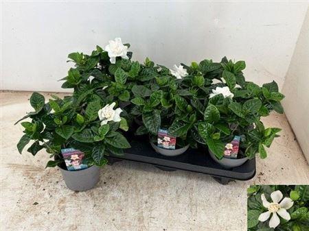Горшечные цветы и растения оптом Gardenia Jasminoides от 6шт из Голландии с доставкой по России