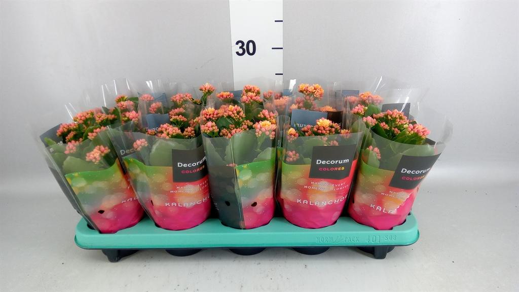 Горшечные цветы и растения оптом Kalanchoe Blos. serenity Coral от 10шт из Голландии с доставкой по России