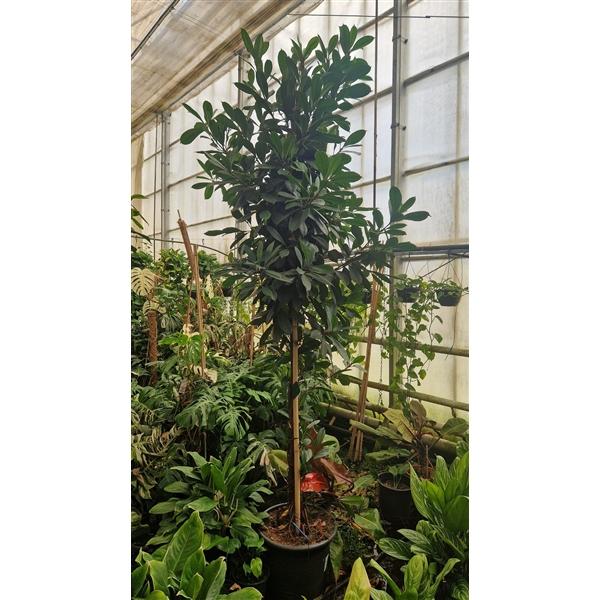 Горшечные цветы и растения оптом Ficus Cyathistipula Twisted Stem  Stam Xxl 310 от 1шт из Голландии с доставкой по России