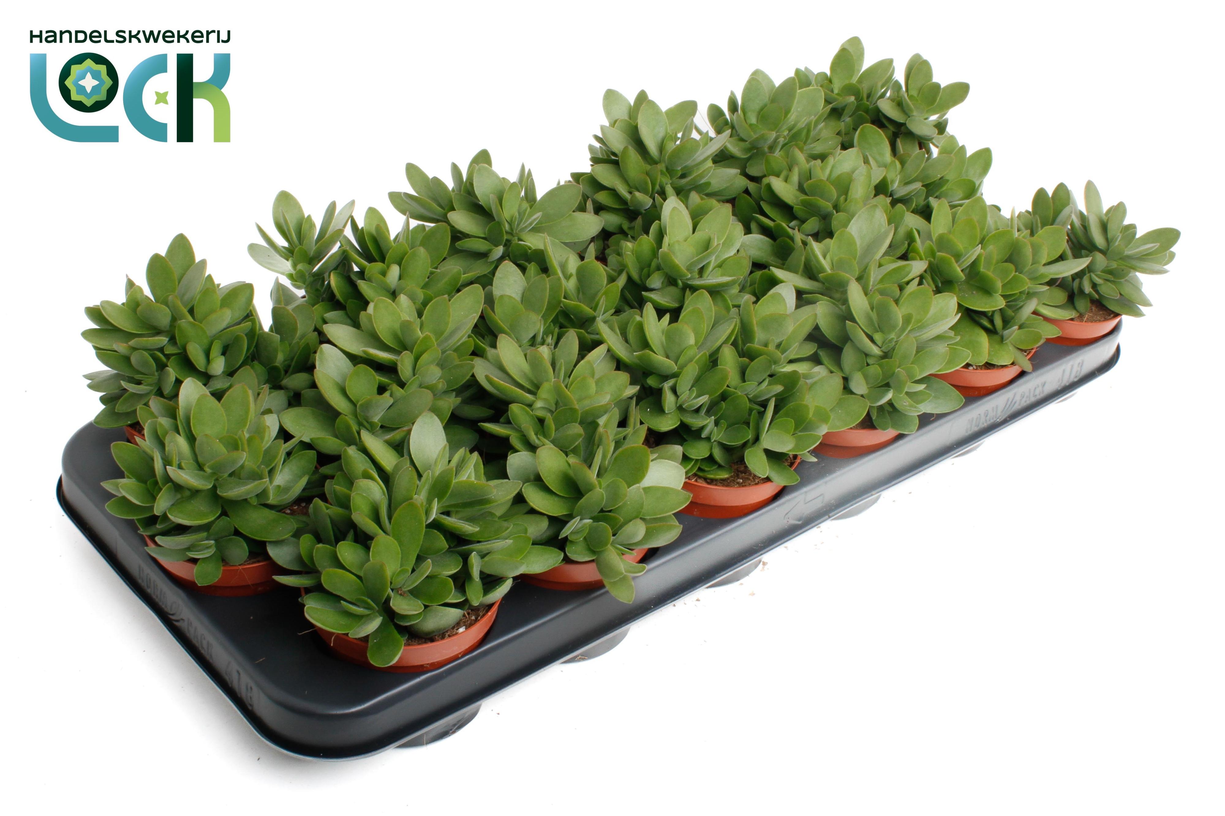 Горшечные цветы и растения оптом Crassula Moneymaker от 12шт (для телеги) из Голландии с доставкой по России