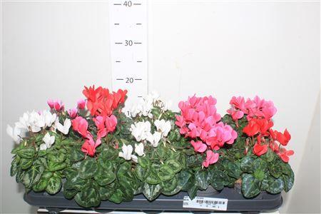 Горшечные цветы и растения оптом Cycl Kl Sup Verano от 10шт (для телеги) из Голландии с доставкой по России