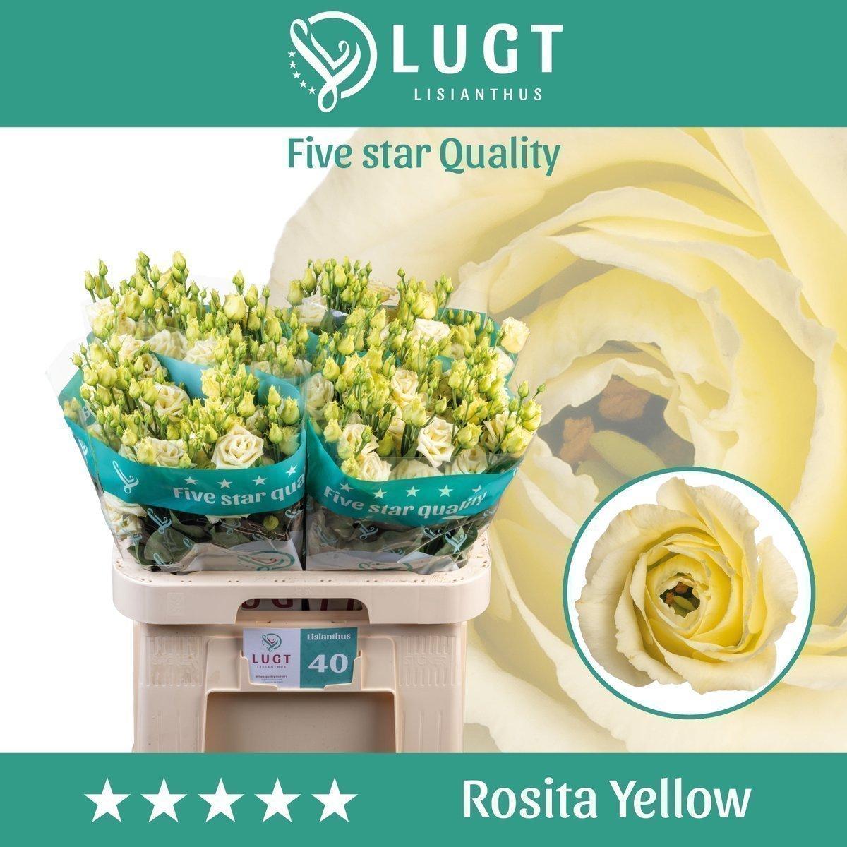 Срезанные цветы оптом Lisianthus do rosita yellow от 40шт.. из Голландии с доставкой по России