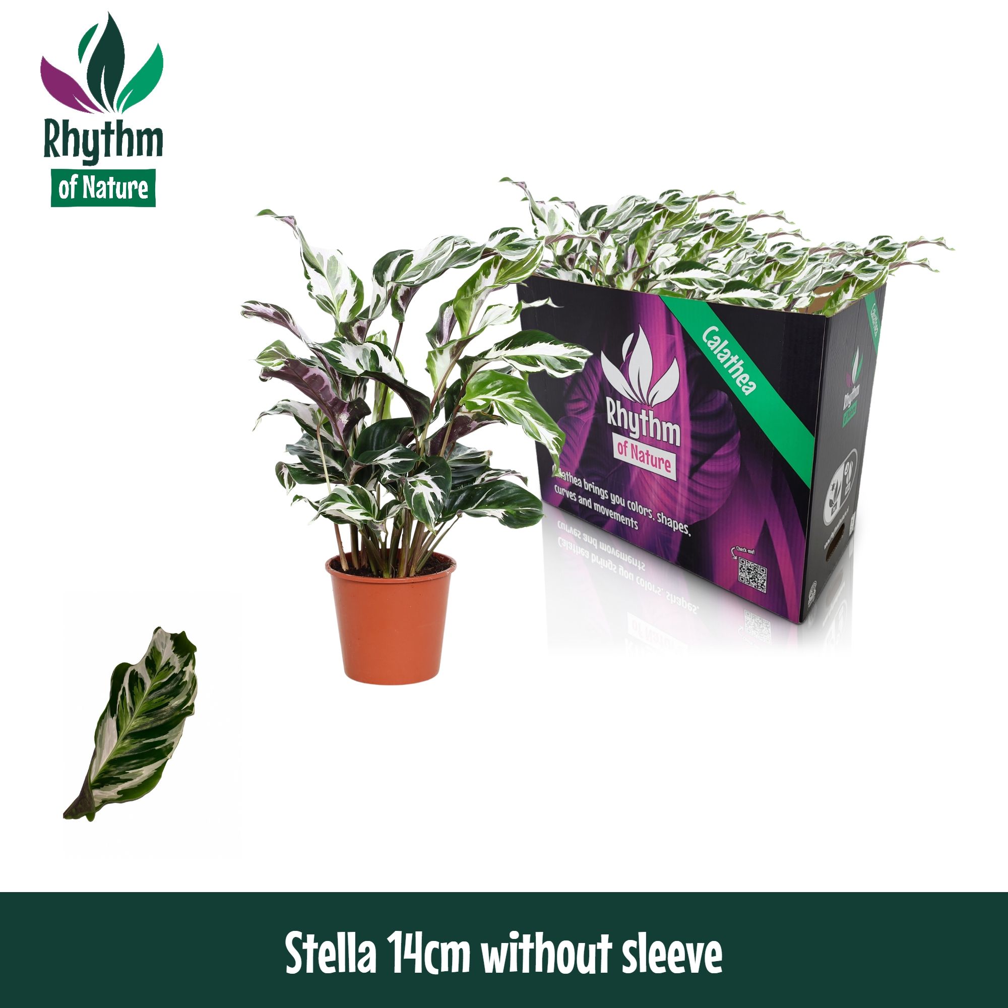 Горшечные цветы и растения оптом Calathea Stella от 8шт из Голландии с доставкой по России