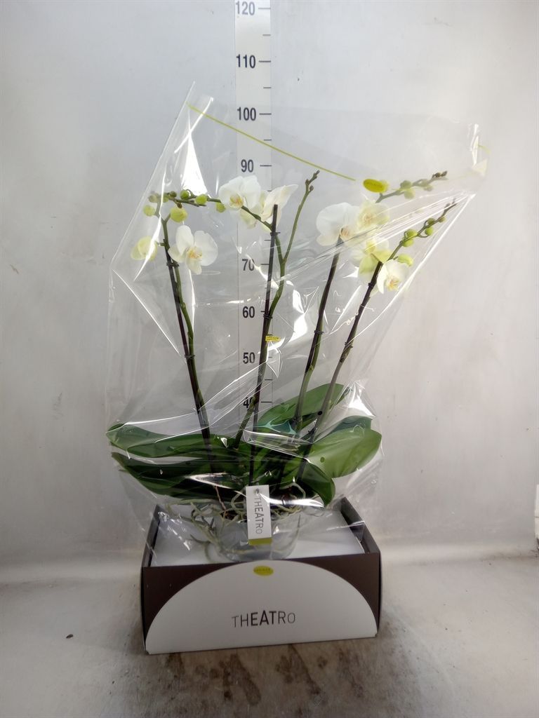 Горшечные цветы и растения оптом Phalaenopsis   ...white от 1шт из Голландии с доставкой по России