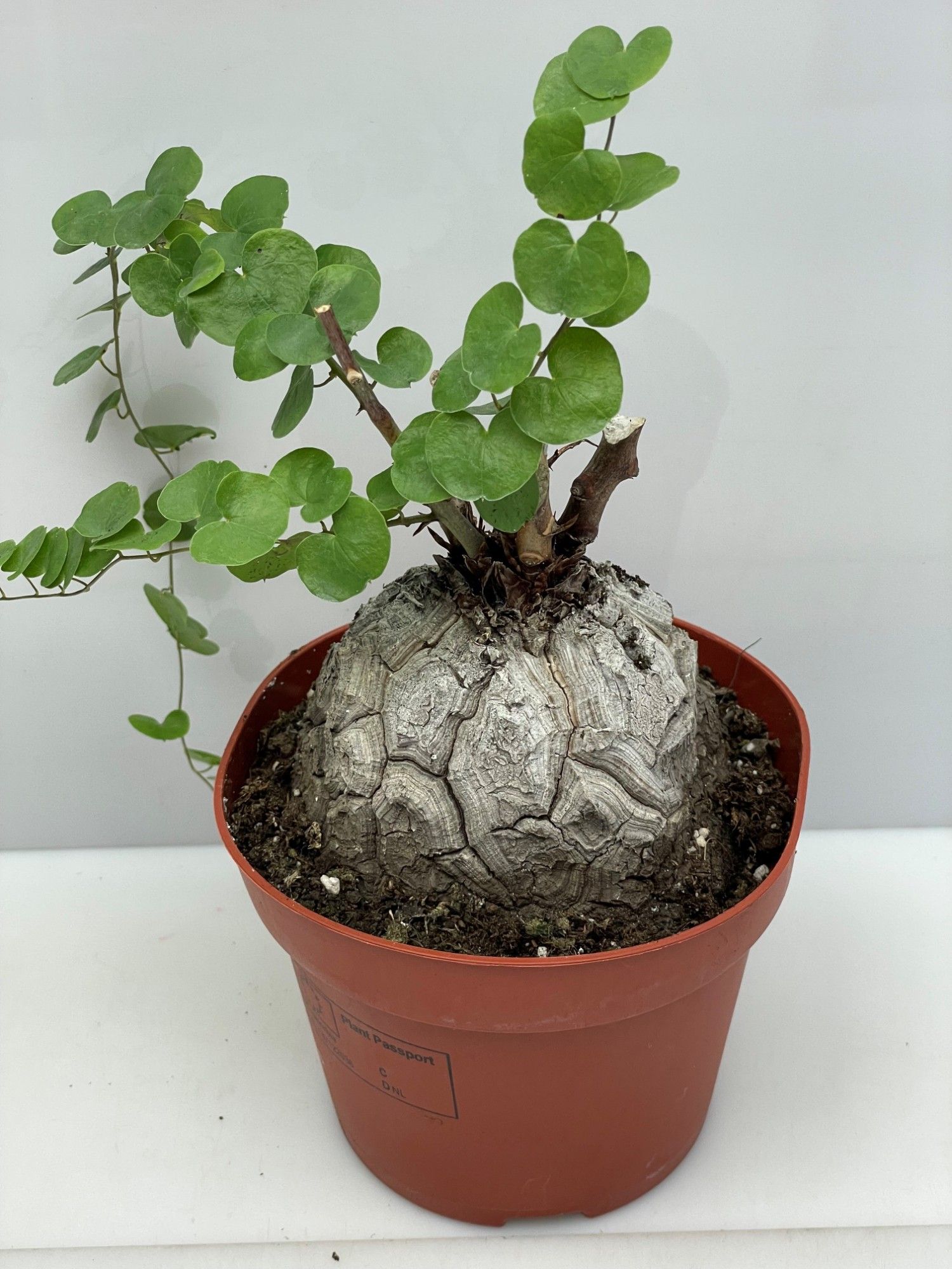Горшечные цветы и растения оптом Dioscorea Elephantip от 6шт из Голландии с доставкой по России