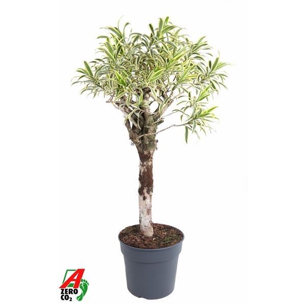 Горшечные цветы и растения оптом Dracaena India Stam P34 от 1шт из Голландии с доставкой по России