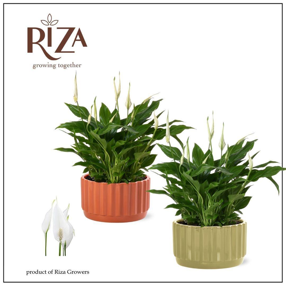 Горшечные цветы и растения оптом Spath Chopin от 4шт из Голландии с доставкой по России