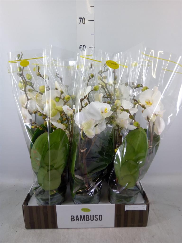 Горшечные цветы и растения оптом Phalaenopsis   ...white от 6шт из Голландии с доставкой по России