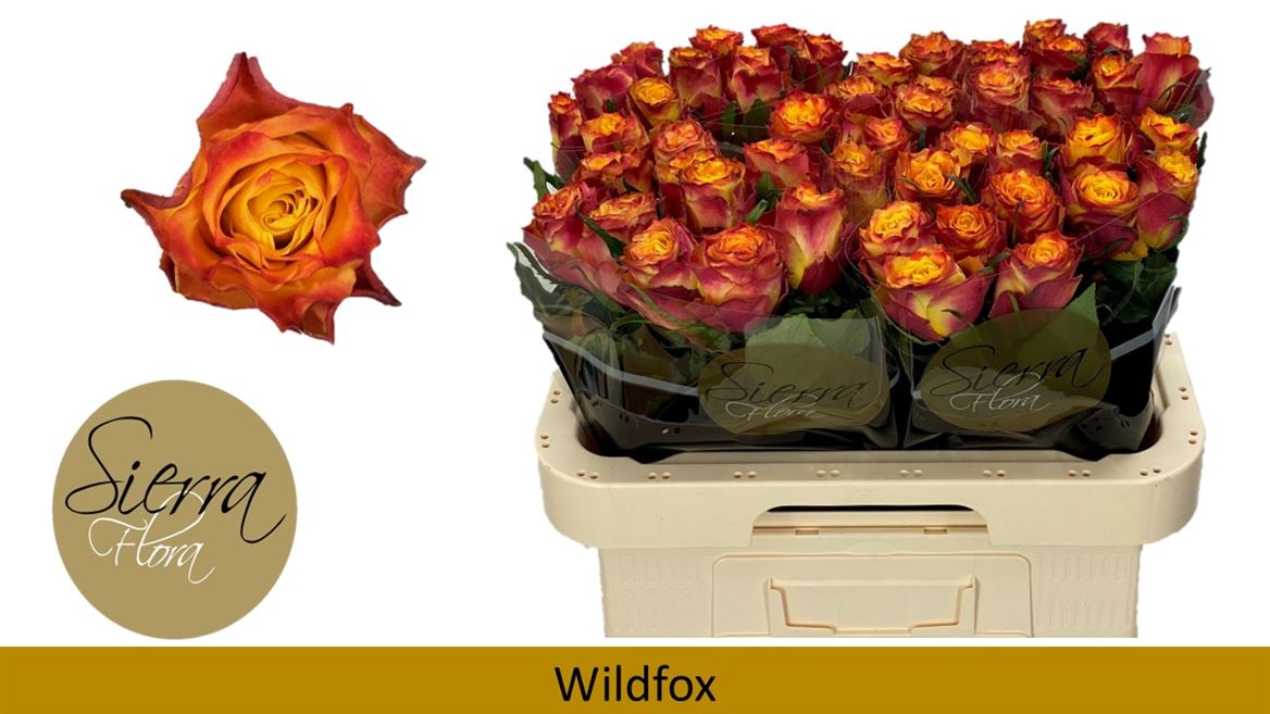 Срезанные цветы оптом Rosa large wildfox от 60шт из Голландии с доставкой по России