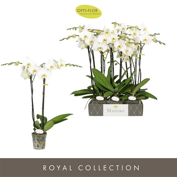 Горшечные цветы и растения оптом Phal 2st Maistro Beethoven 18+ (opti) от 6шт из Голландии с доставкой по России