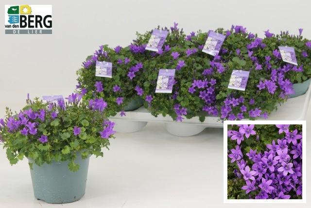Горшечные цветы и растения оптом Camp Portenschlagian от 6шт (для телеги) из Голландии с доставкой по России
