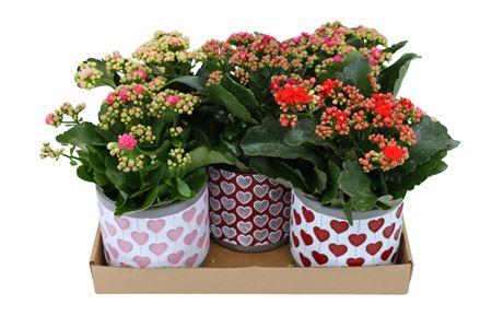 Горшечные цветы и растения оптом Kal Ge Gem Ceramic от 5шт из Голландии с доставкой по России