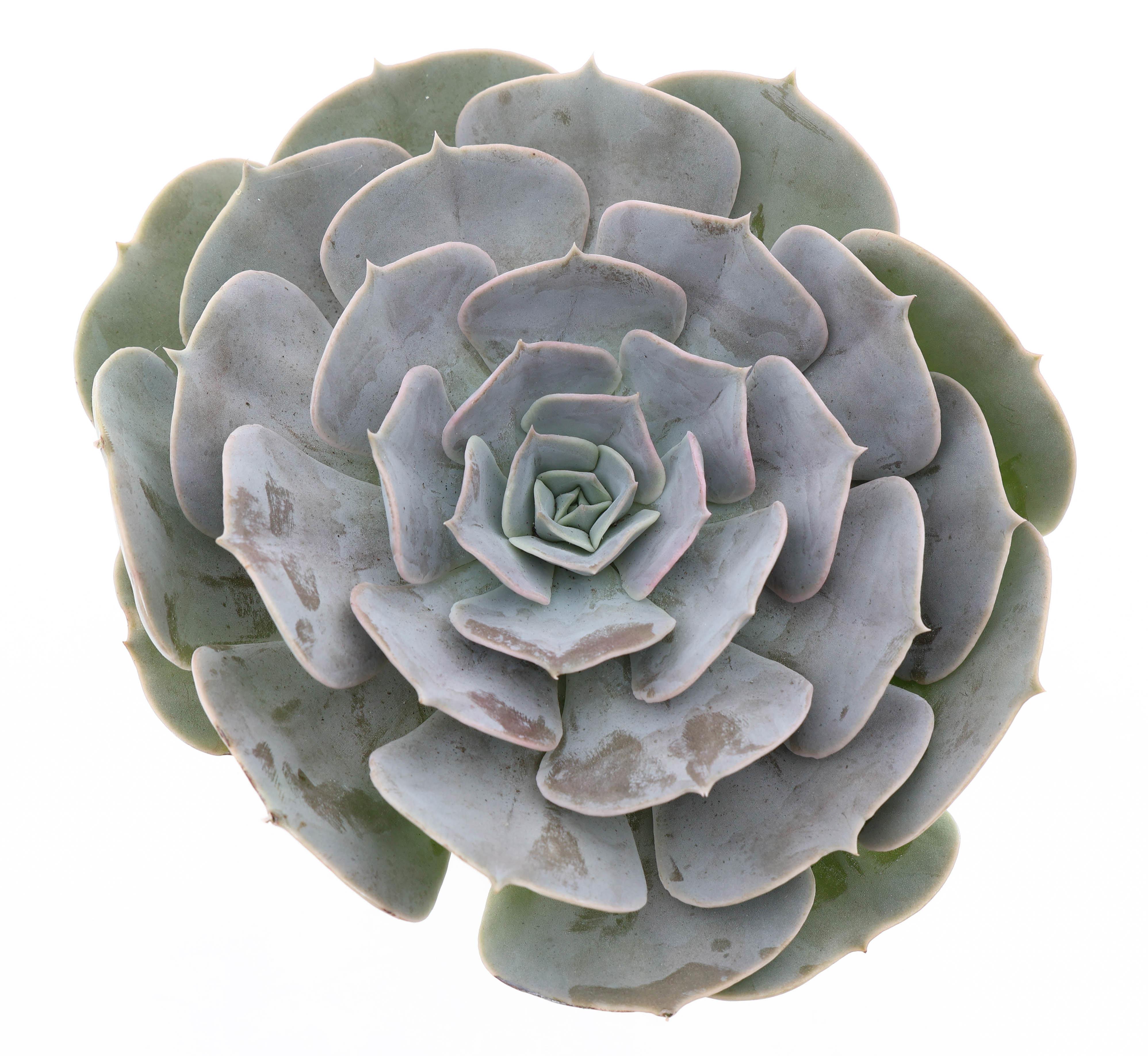 Горшечные цветы и растения оптом Echeveria Pollux Xl от 5шт из Голландии с доставкой по России