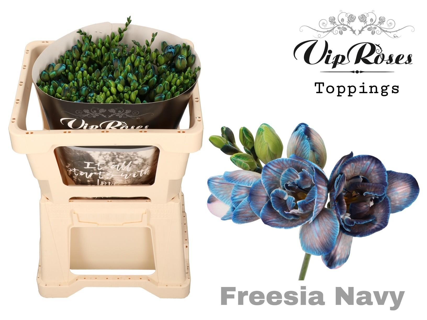 Срезанные цветы оптом Freesia do paint navy от 50шт из Голландии с доставкой по России