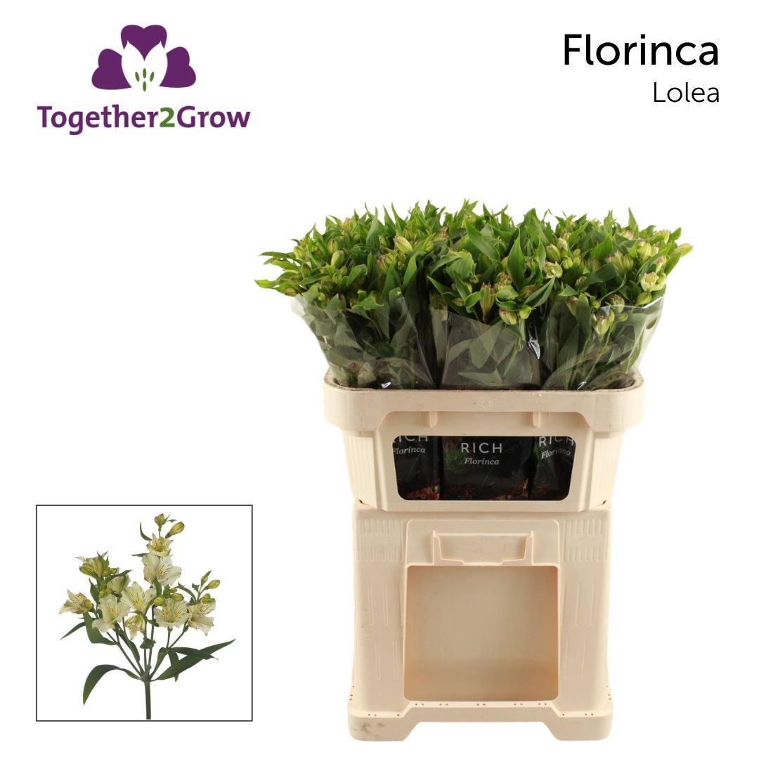 Срезанные цветы оптом Alstroemeria fl lolea от 80шт из Голландии с доставкой по России