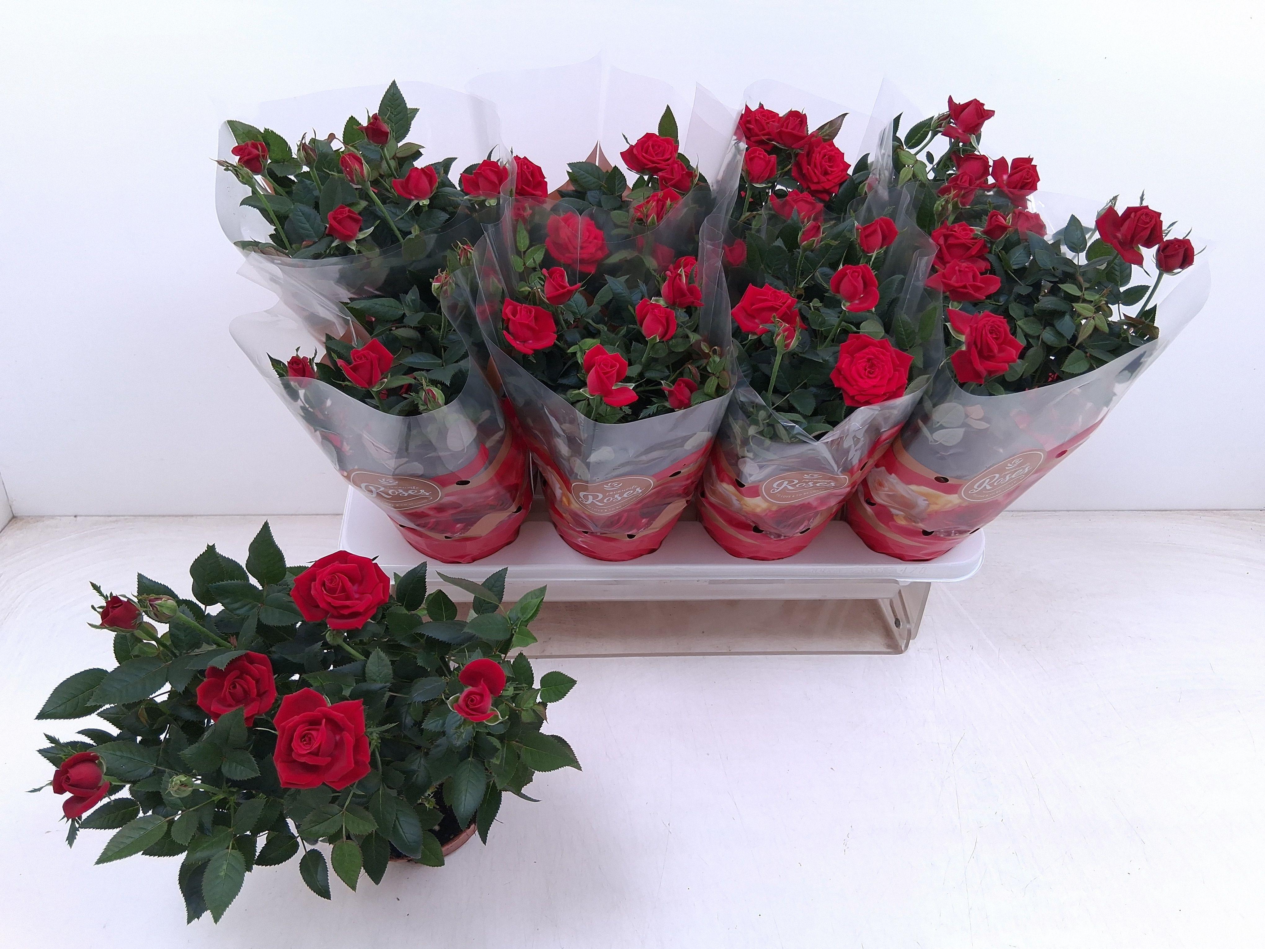Горшечные цветы и растения оптом Ro Fav Ro Red от 8шт из Голландии с доставкой по России