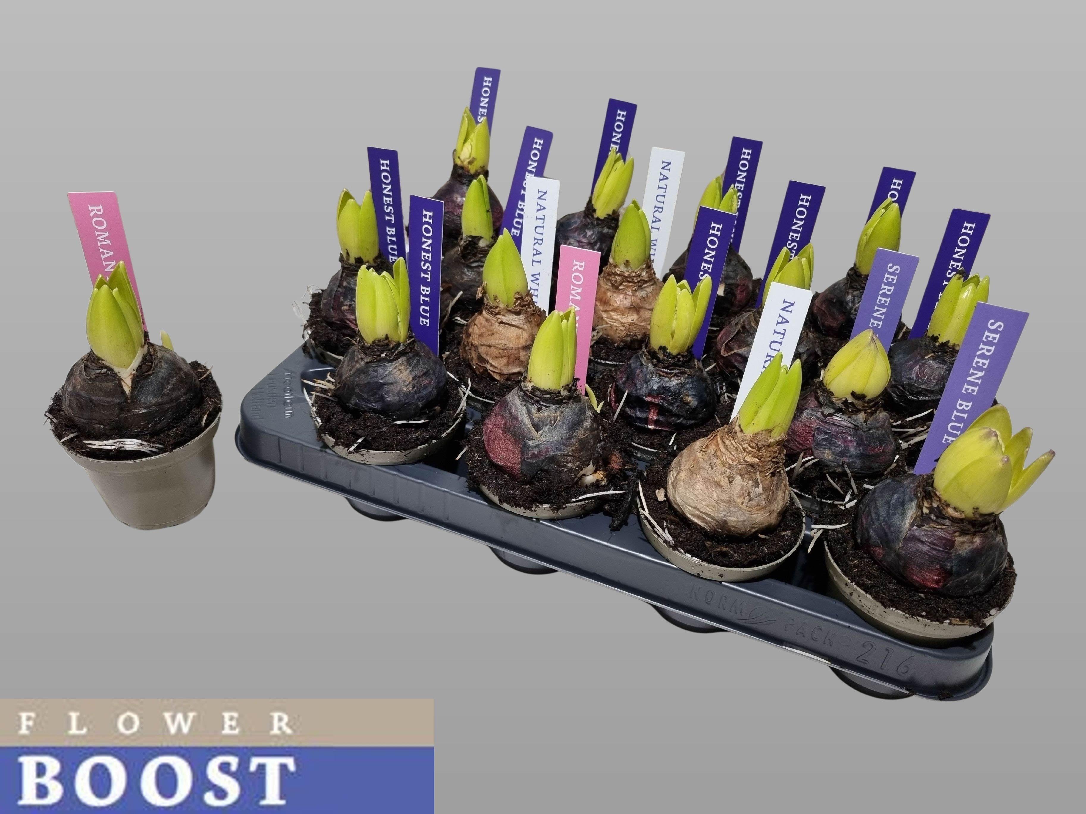 Горшечные цветы и растения оптом Hyacin Pear Gem 4 Kl от 16шт (для телеги) из Голландии с доставкой по России