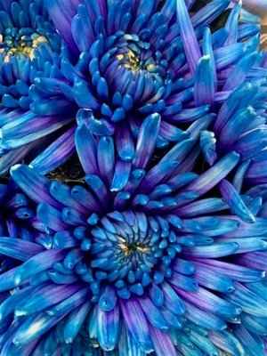 Срезанные цветы оптом Chrys bl paint topspin blue lagoon от 60шт из Голландии с доставкой по России