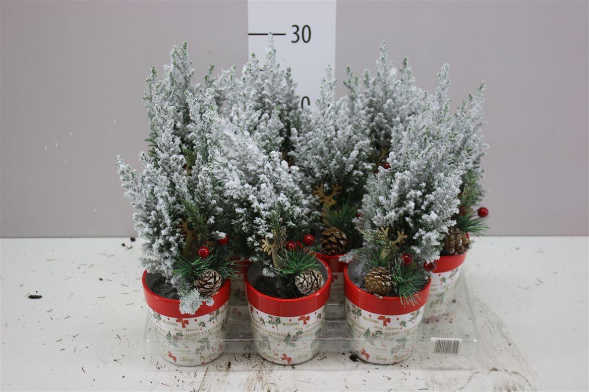 Горшечные цветы и растения оптом Chamaecyparis La Ellwoodii Snow Keramiek Decosteke от 9шт из Голландии с доставкой по России