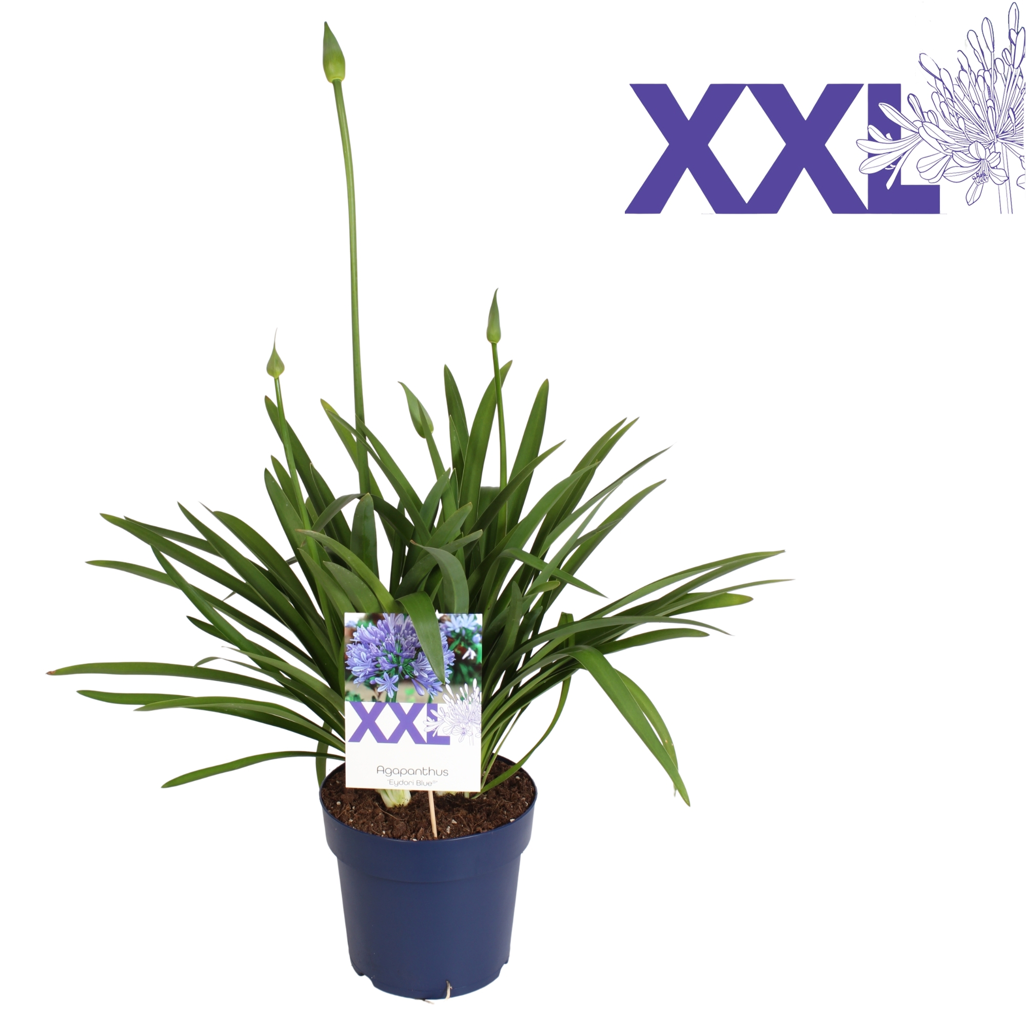 Горшечные цветы и растения оптом Agapanthus Eydori Blue 2+ от 1шт из Голландии с доставкой по России