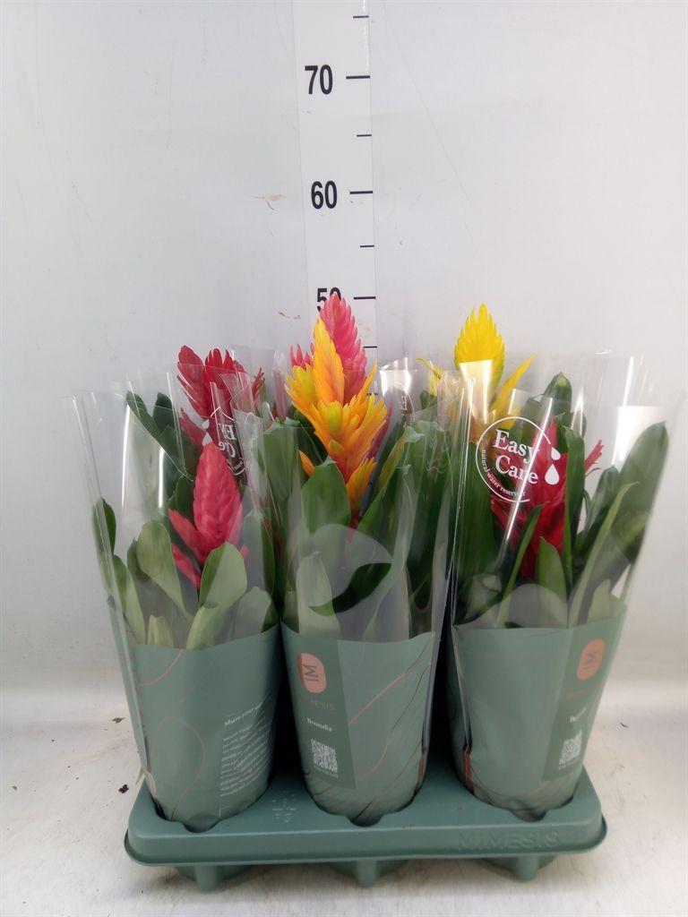 Горшечные цветы и растения оптом Vriesea   ...mix от 6шт из Голландии с доставкой по России