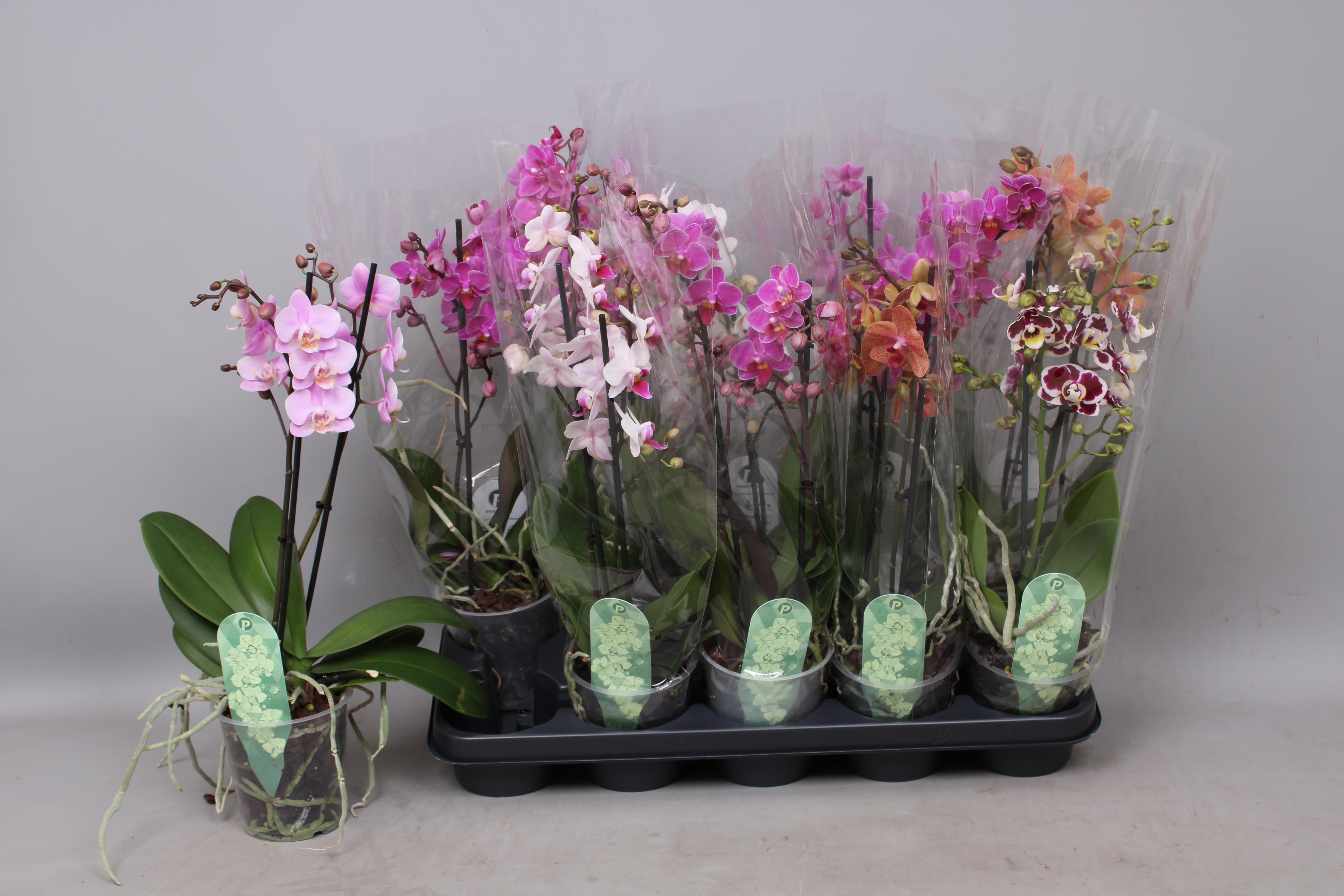 Горшечные цветы и растения оптом Phal Mf Gem 5 Kl от 10шт из Голландии с доставкой по России